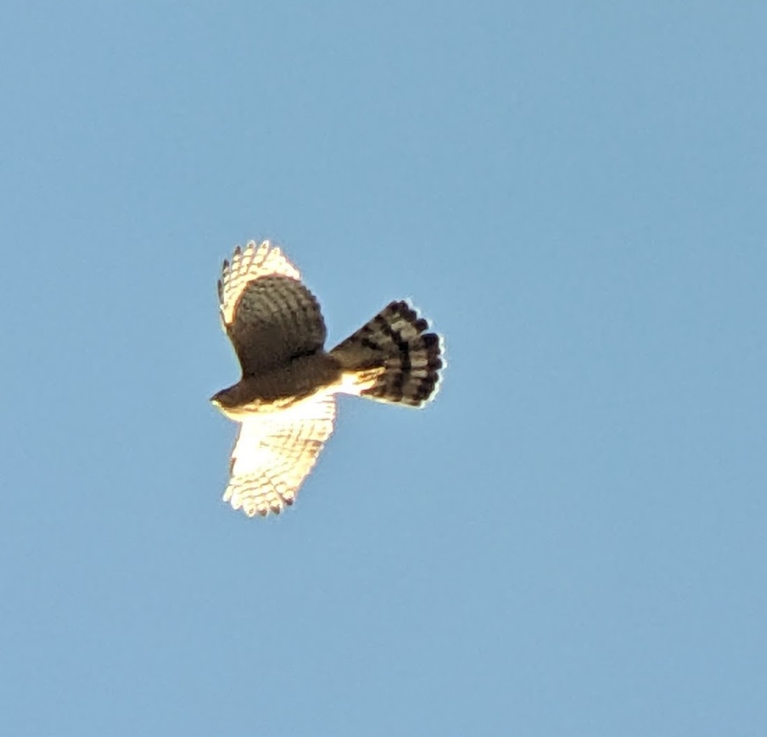 Cooper's Hawk - ML646765733