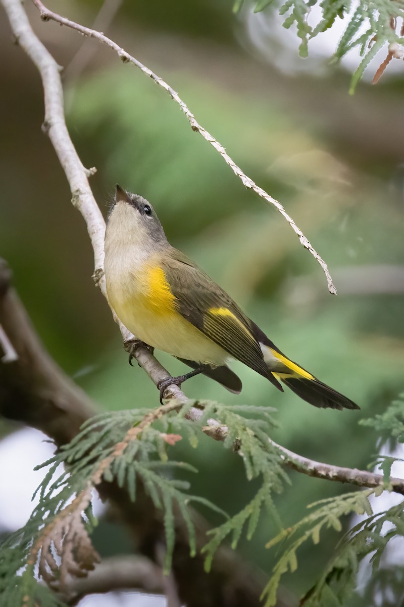 Kızıl Kuyruklu Ötleğen - ML646765734