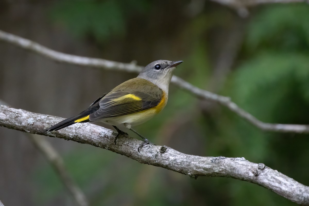 Kızıl Kuyruklu Ötleğen - ML646765735