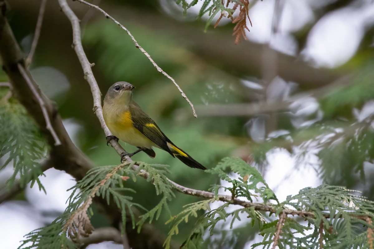 סבכון חכלילי - ML646765736