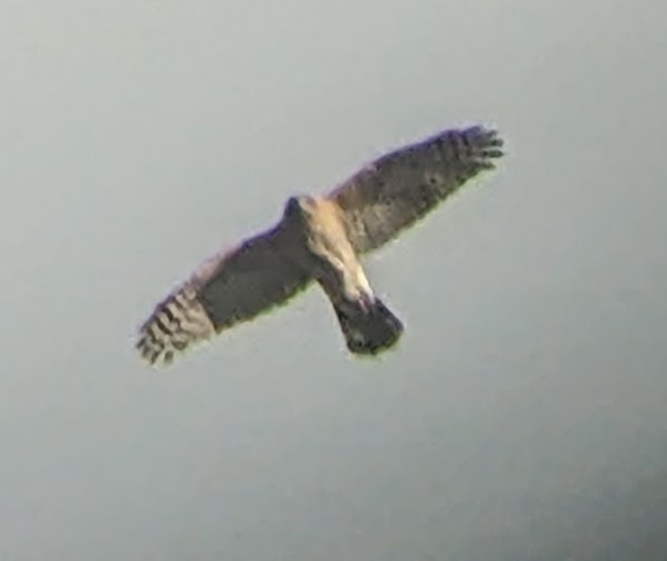 Cooper's Hawk - ML646765737