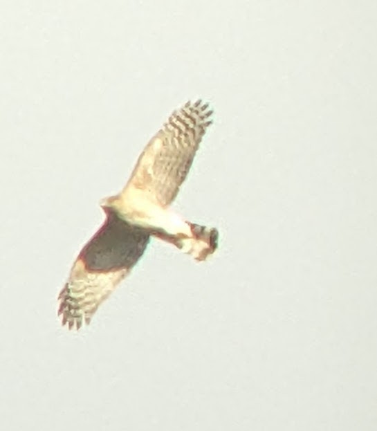 Cooper's Hawk - ML646765738