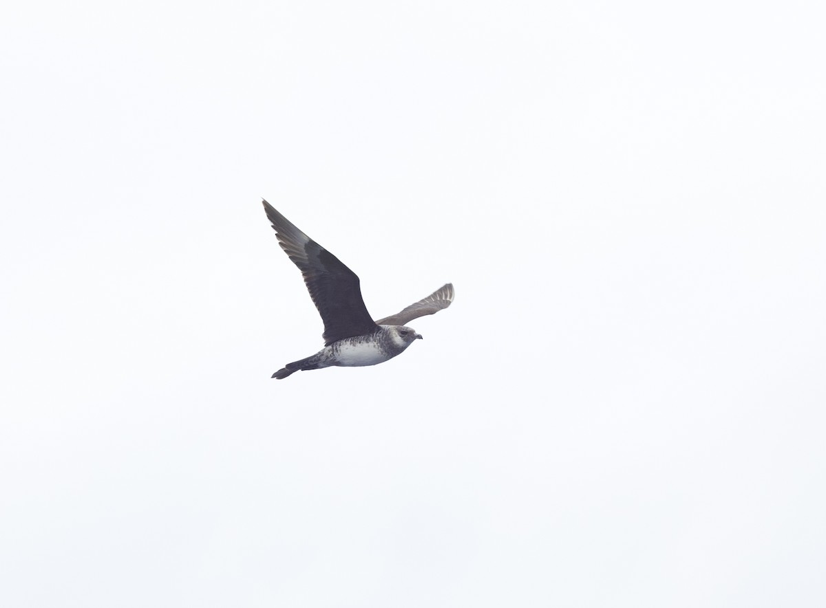 Küt Kuyruklu Korsanmartı - ML646765739