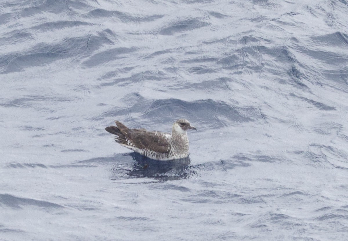 Küt Kuyruklu Korsanmartı - ML646765740