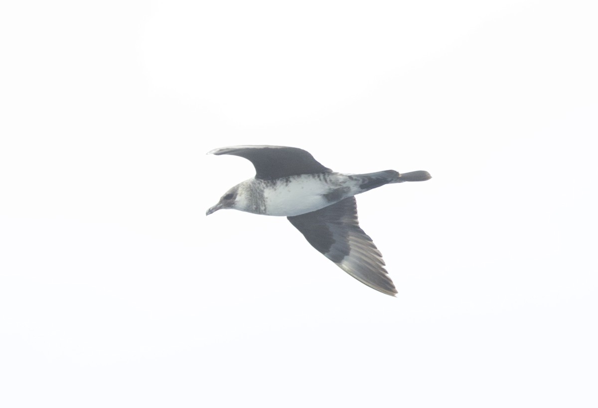 Küt Kuyruklu Korsanmartı - ML646765742