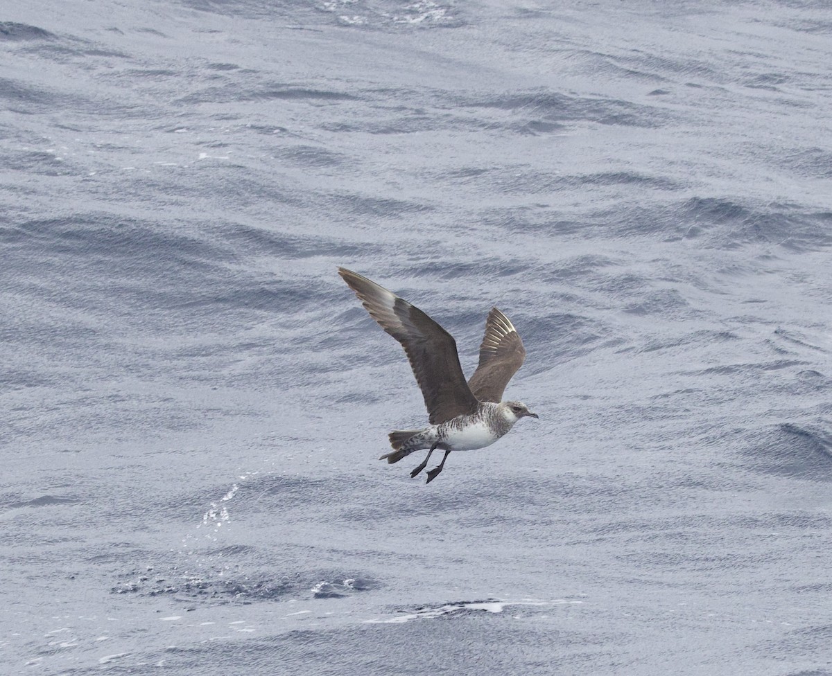 Küt Kuyruklu Korsanmartı - ML646765743