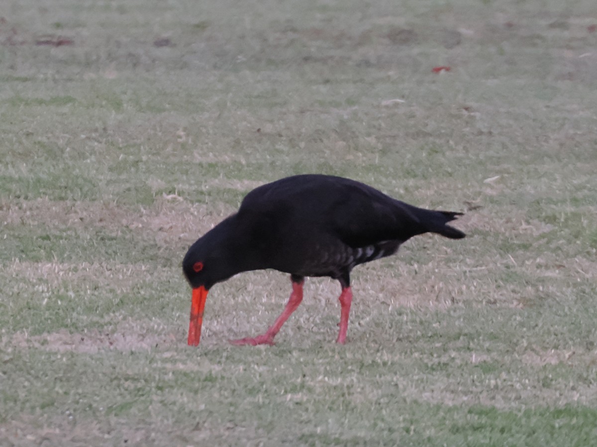 Изменчивый кулик-сорока - ML646765744