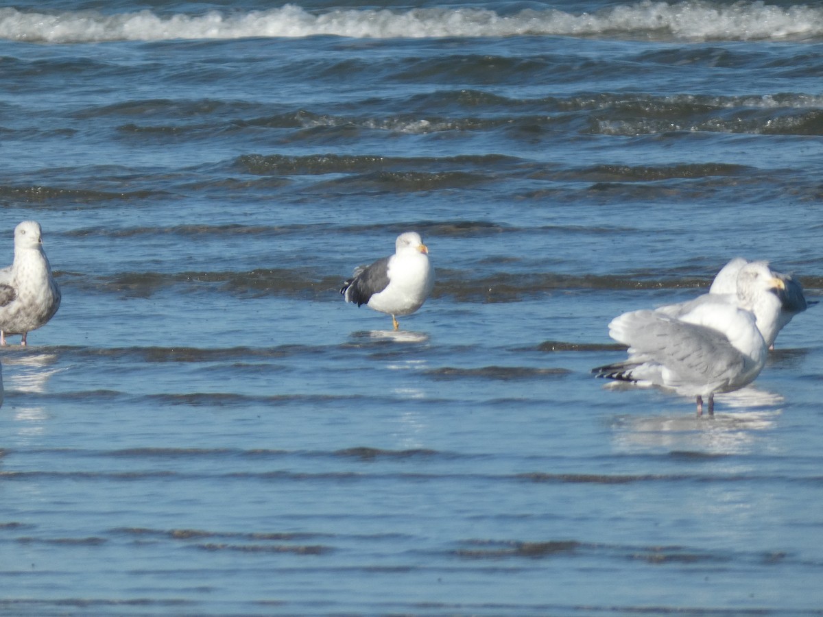 Gaviota Sombría - ML646765745