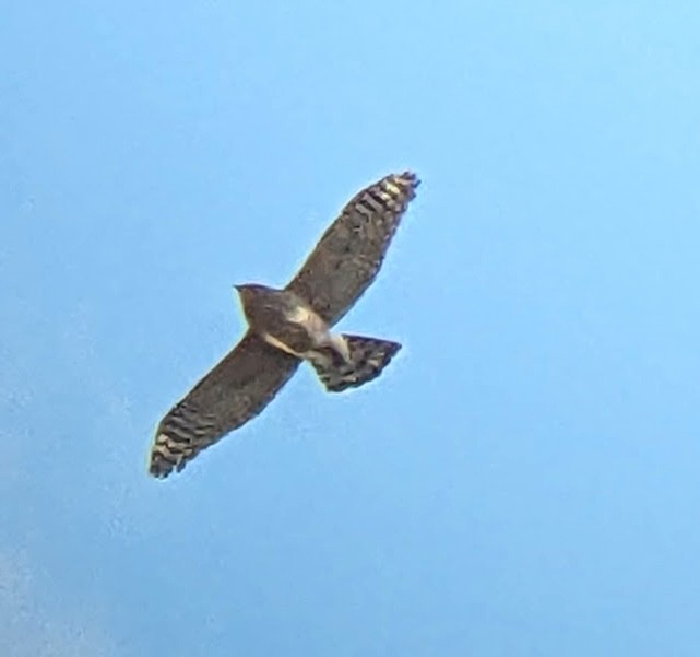 Cooper's Hawk - ML646765746