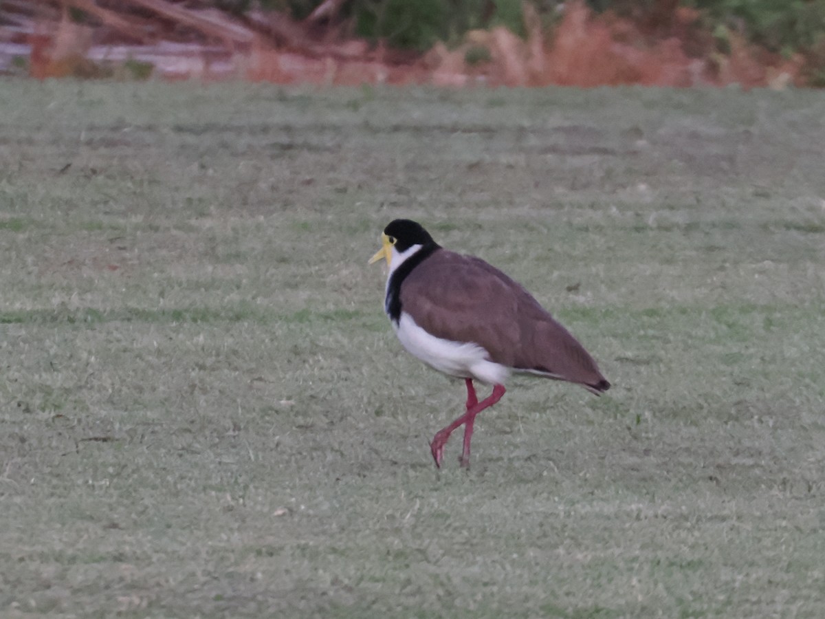 Солдатский чибис (novaehollandiae) - ML646765751