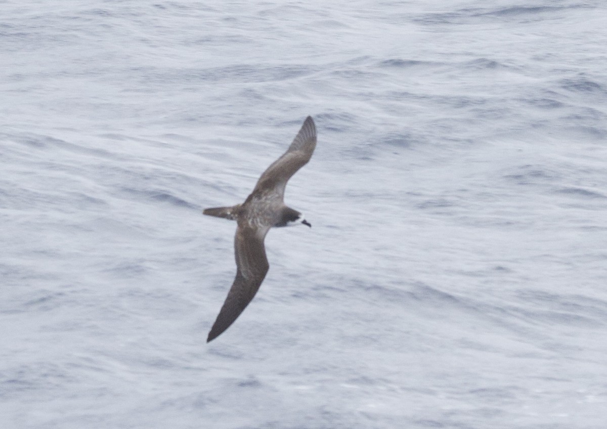 Galapagos Fırtınakuşu - ML646765753