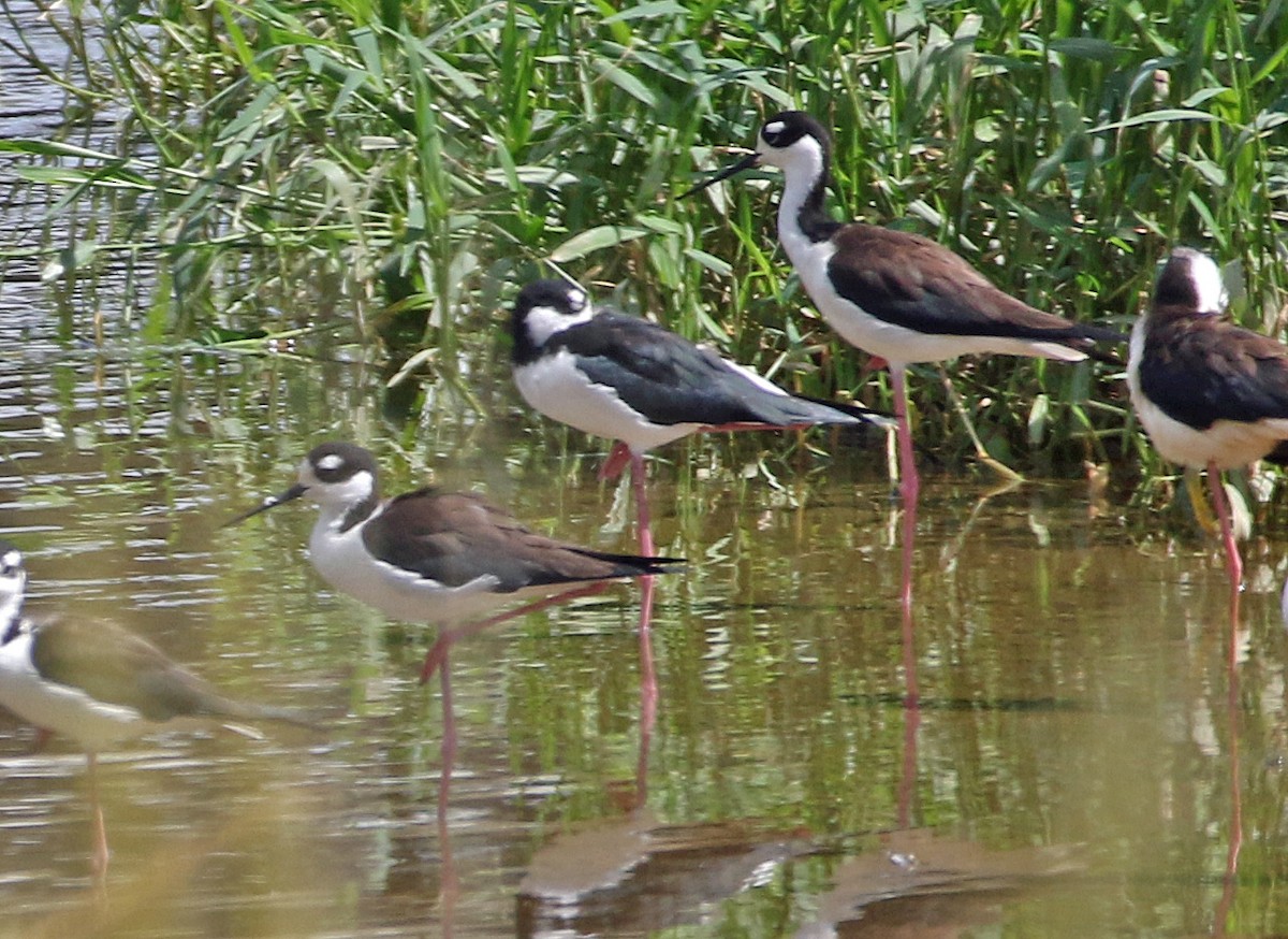 Black-necked Stilt - ML646765759