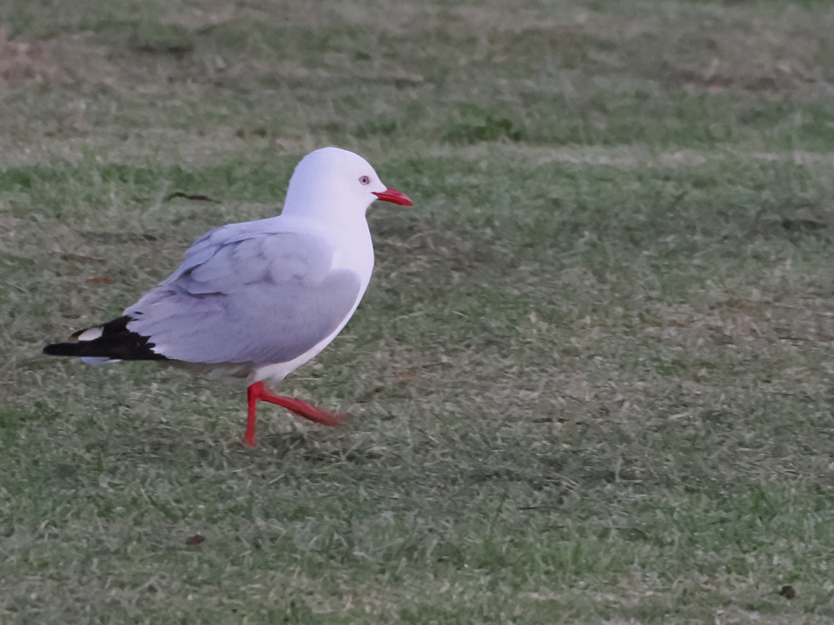 Австралийская чайка (scopulinus) - ML646765760