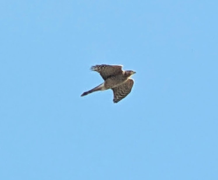 Cooper's Hawk - ML646765761