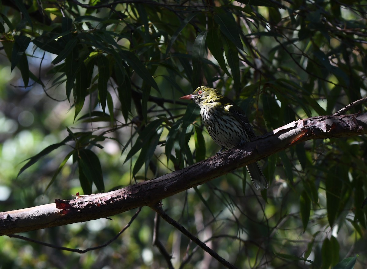 Olive-backed Oriole - ML646765762