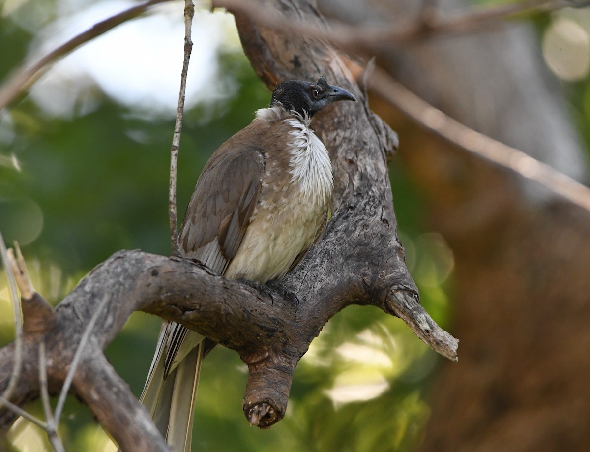Noisy Friarbird - ML646765766