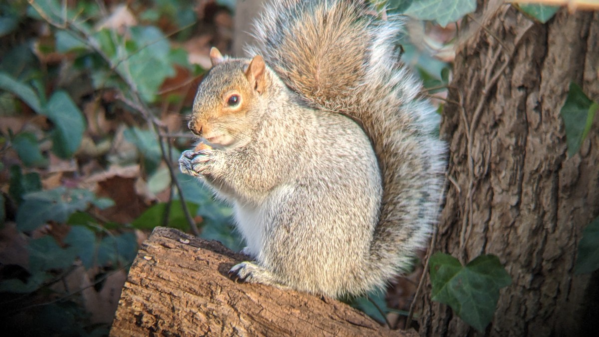 Scoiattolo grigio - ML646765770