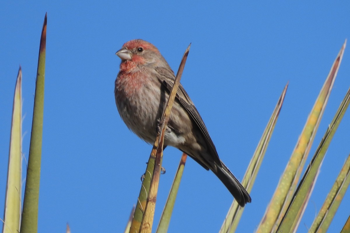 Camachuelo Mexicano - ML646765771