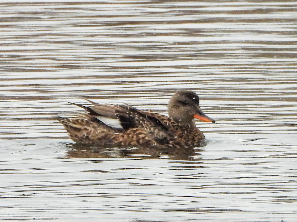 赤膀鴨 - ML646765772