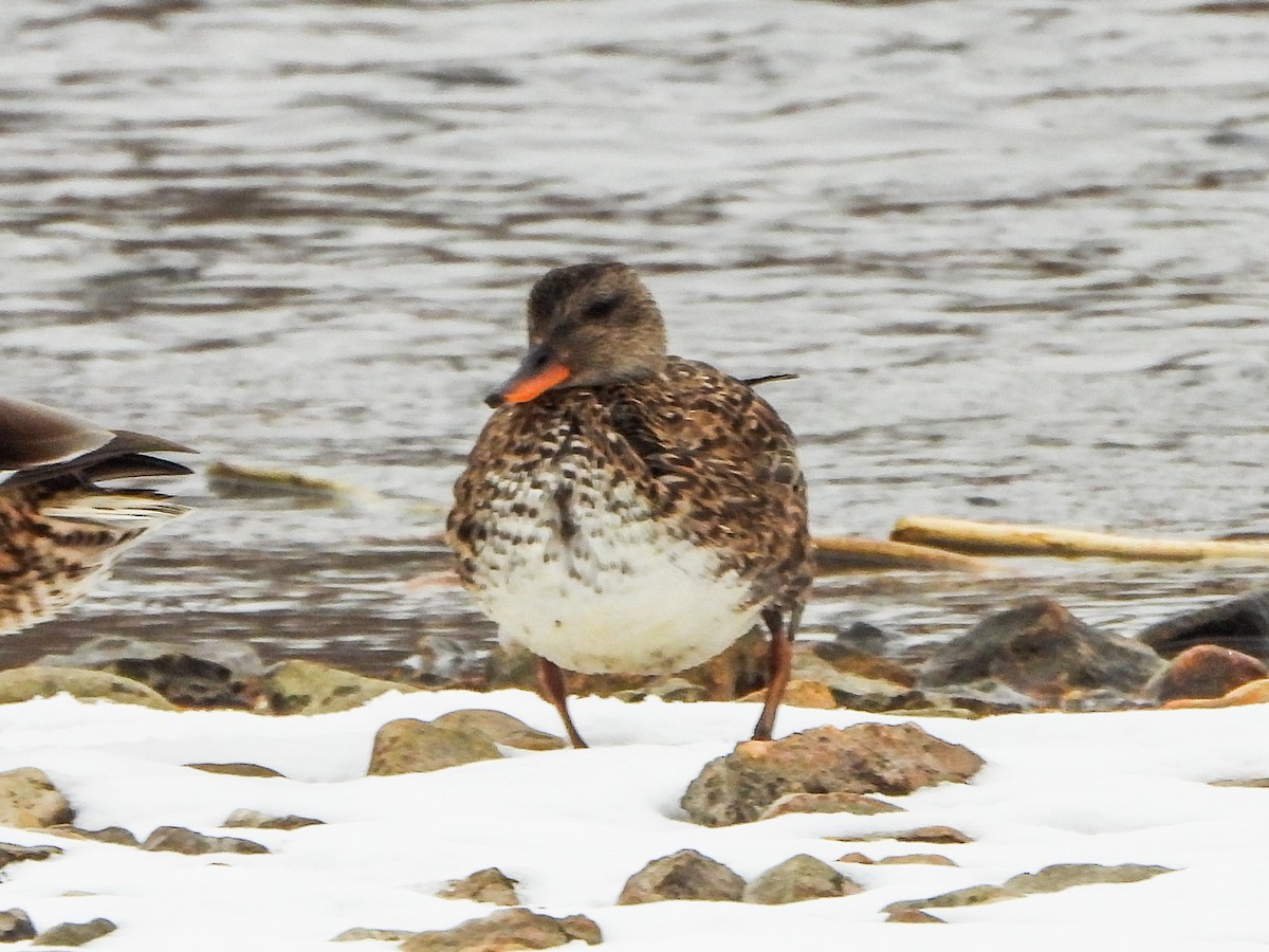 Gadwall - ML646765774