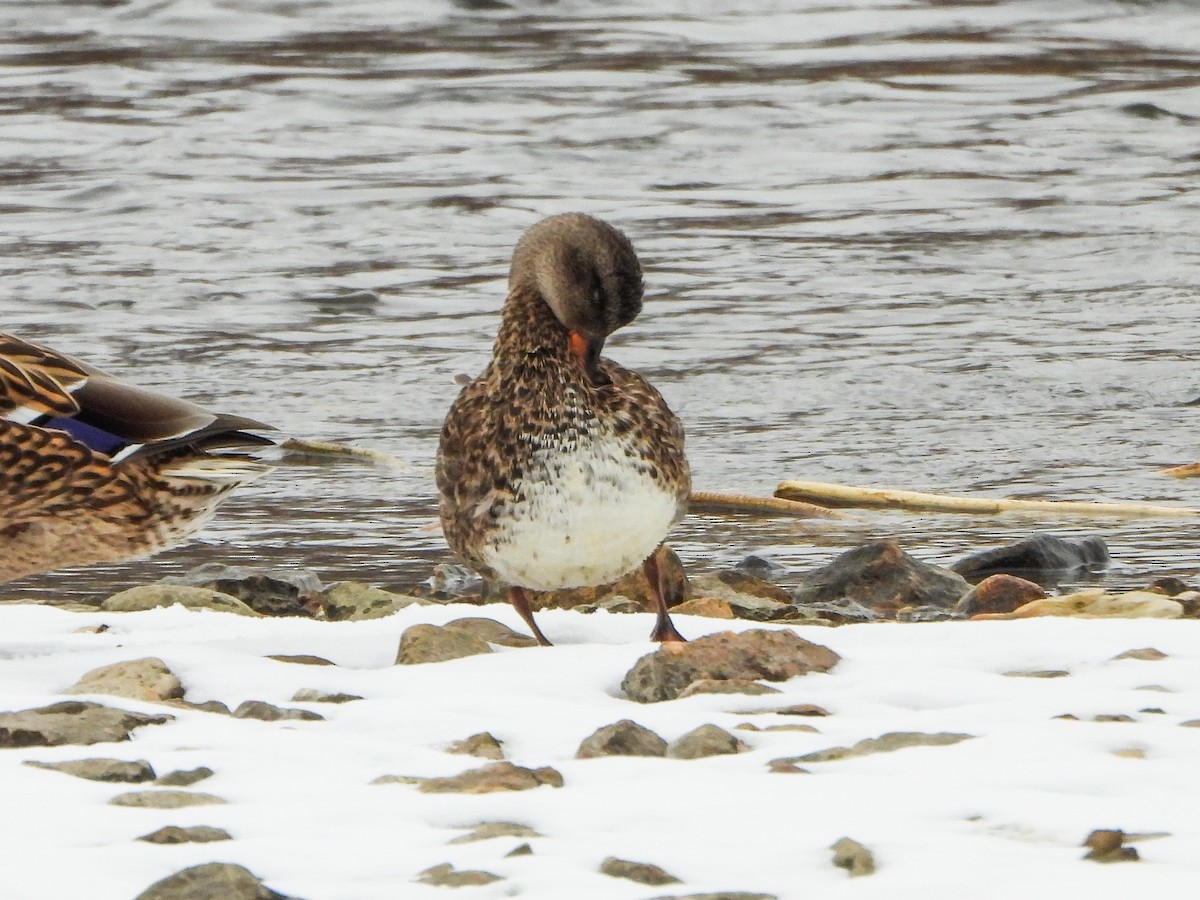 Gadwall - ML646765775