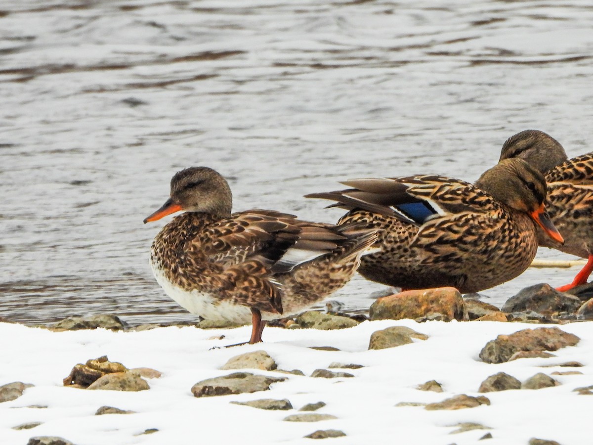 赤膀鴨 - ML646765776