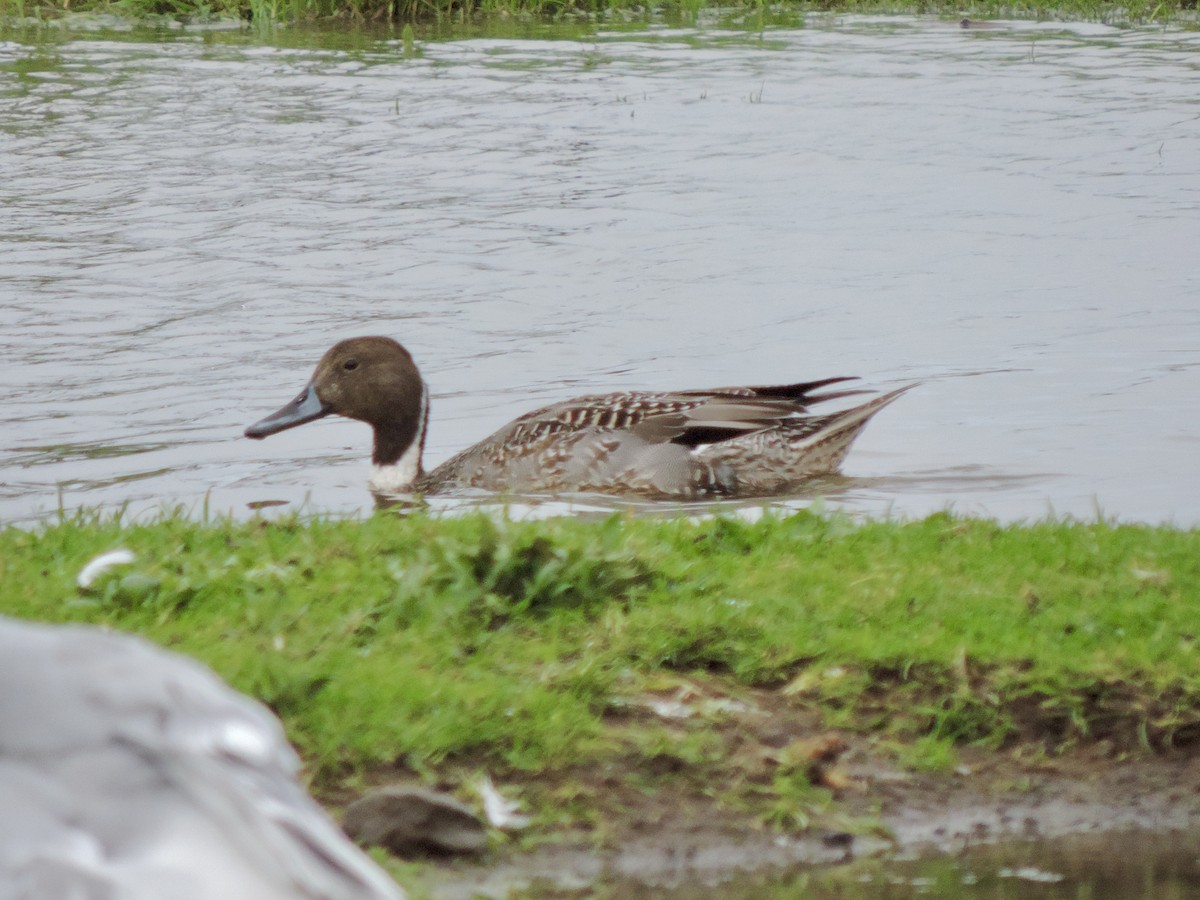 尖尾鴨 - ML646765777