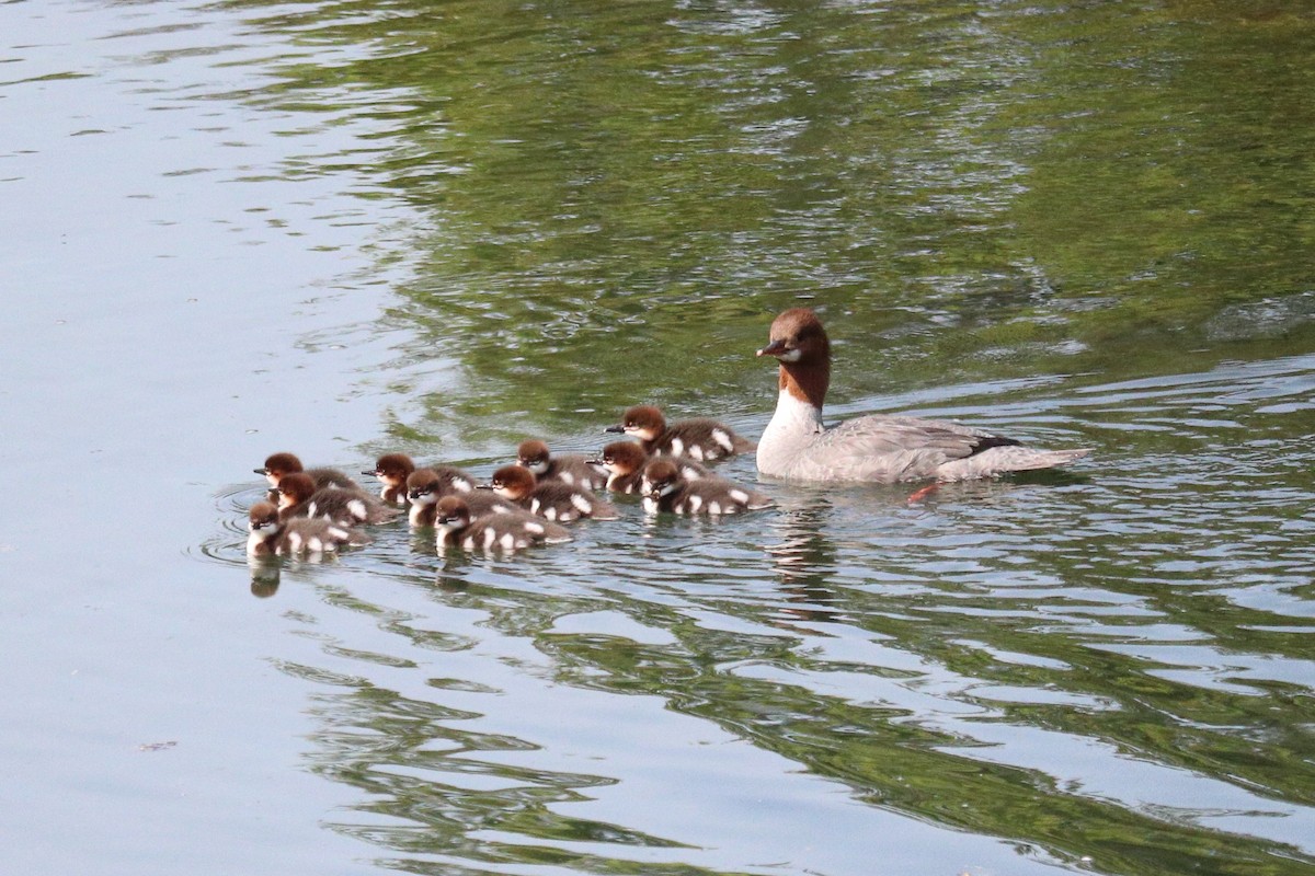 川秋沙 - ML646765778