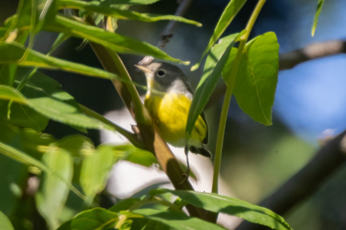 Magnolia Warbler - ML646765780