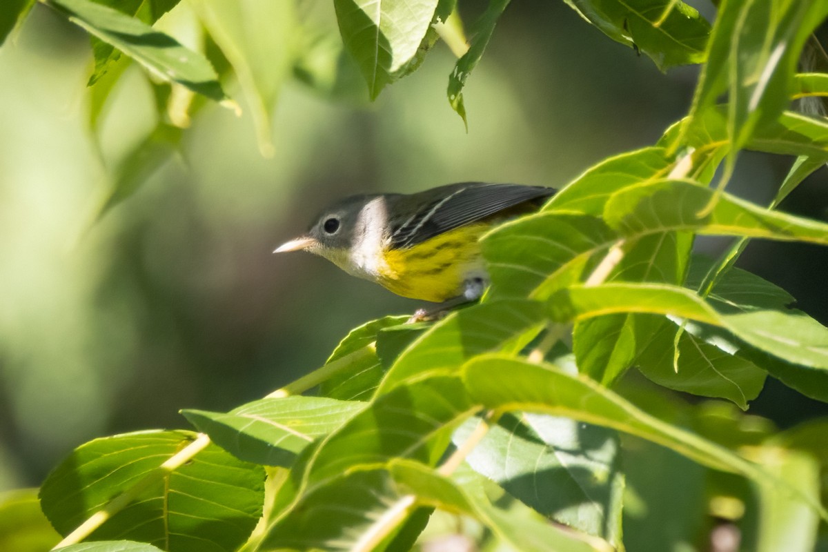 Magnolia Warbler - ML646765781