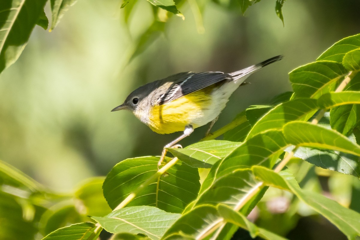 Magnolia Warbler - ML646765782