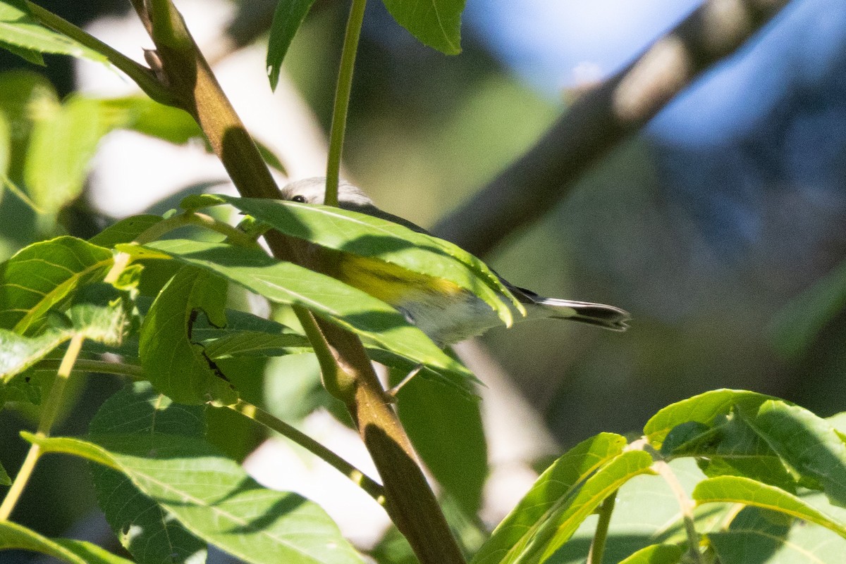 Magnolia Warbler - ML646765783