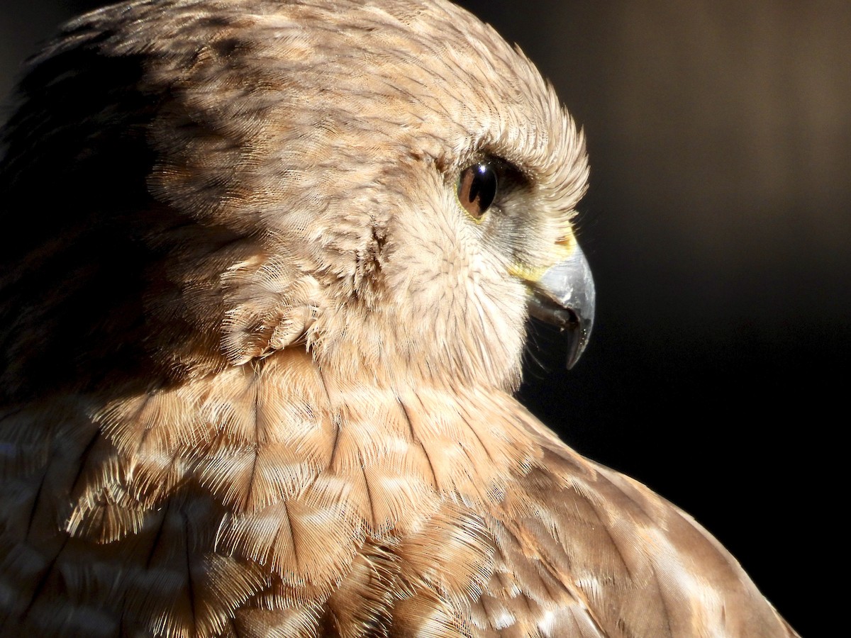 Red-shouldered Hawk - ML646765784