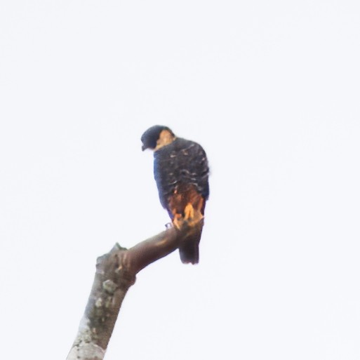 Bat Falcon - ML646765785