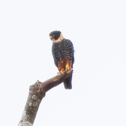 Bat Falcon - ML646765787