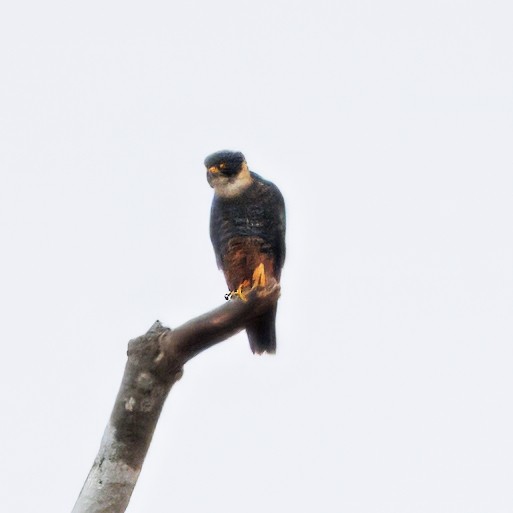 Bat Falcon - ML646765788