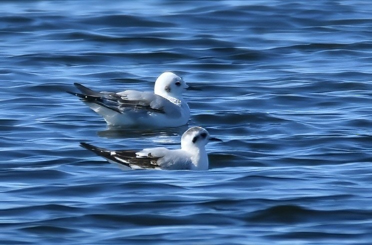 小鷗 - ML646765789