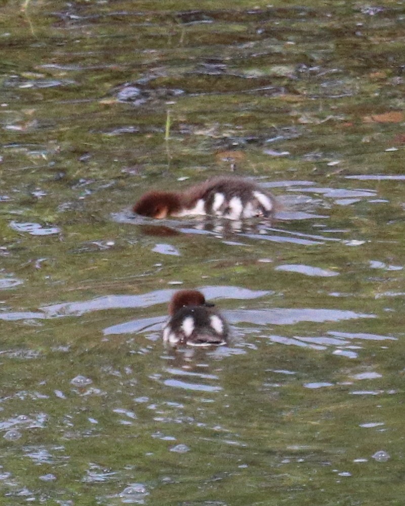 川秋沙 - ML646765791