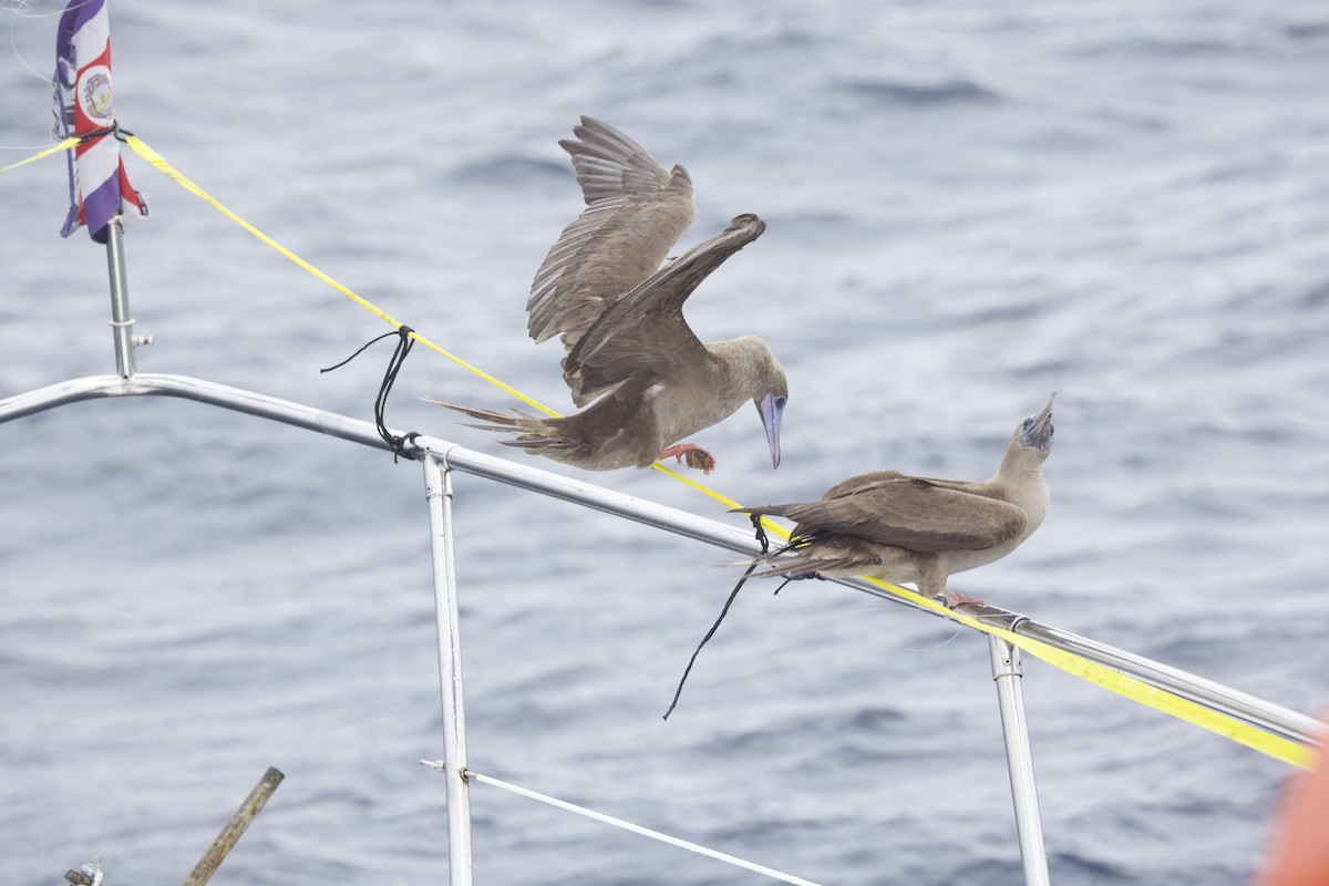 Red-footed Booby - ML646765792