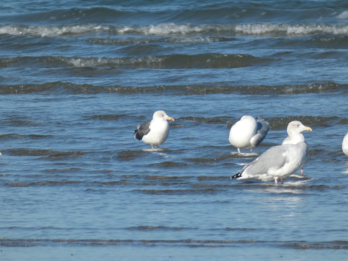 小黑背鷗 - ML646765793