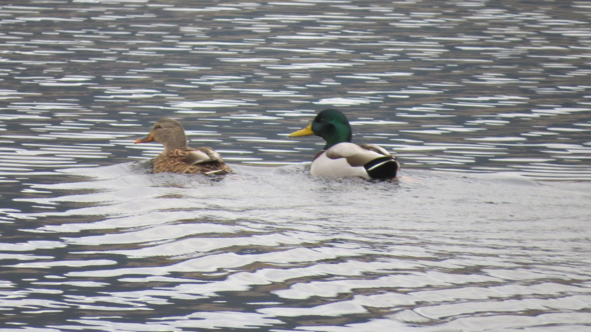 Mallard - ML646765794