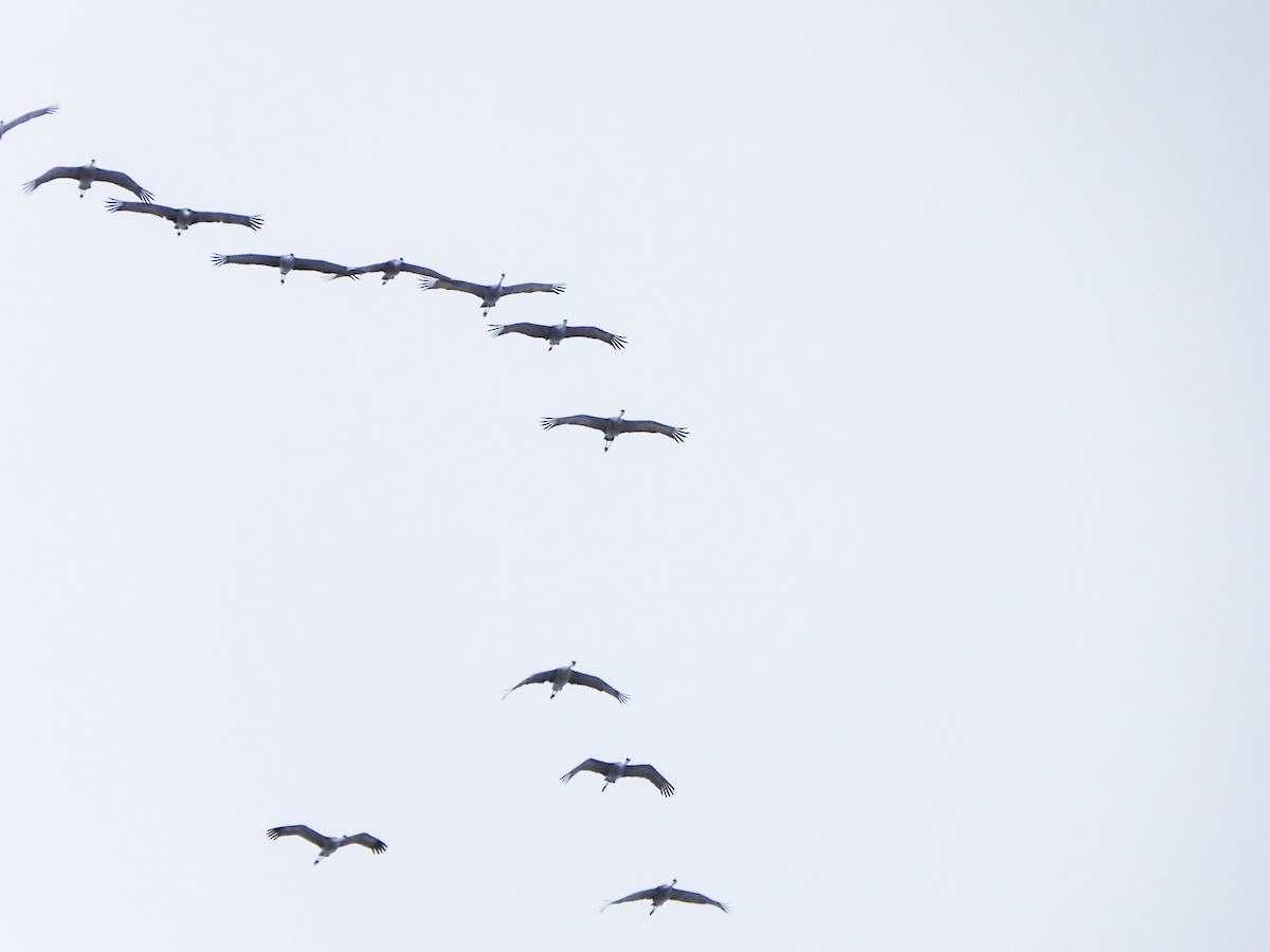 沙丘鶴 - ML646765795