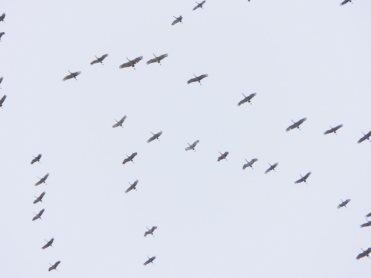 沙丘鶴 - ML646765797