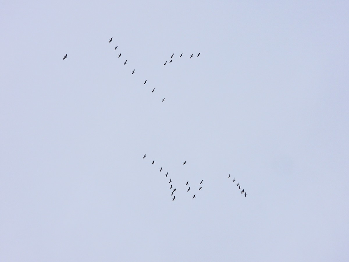 沙丘鶴 - ML646765798