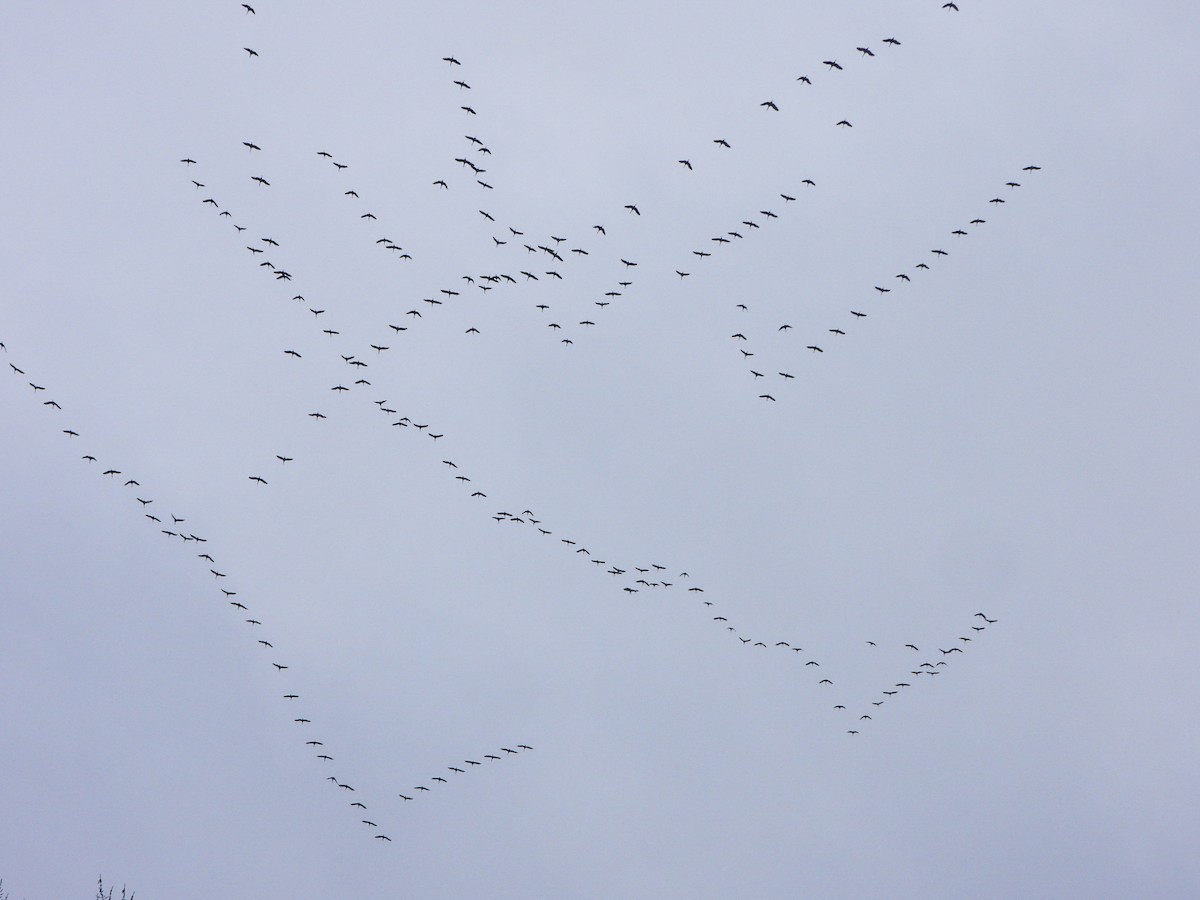 沙丘鶴 - ML646765799