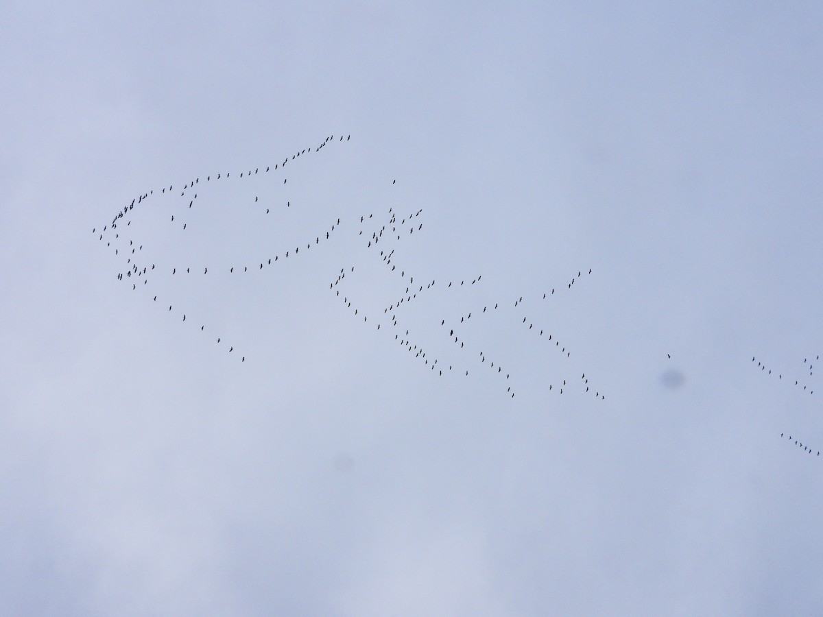 沙丘鶴 - ML646765800