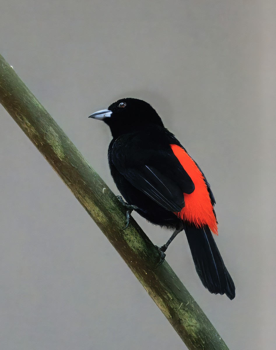 Scarlet-rumped Tanager - ML646765801