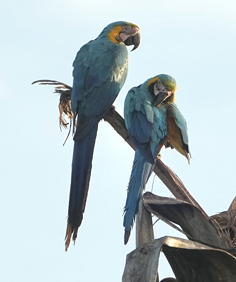 藍黃金剛鸚鵡 - ML646765802