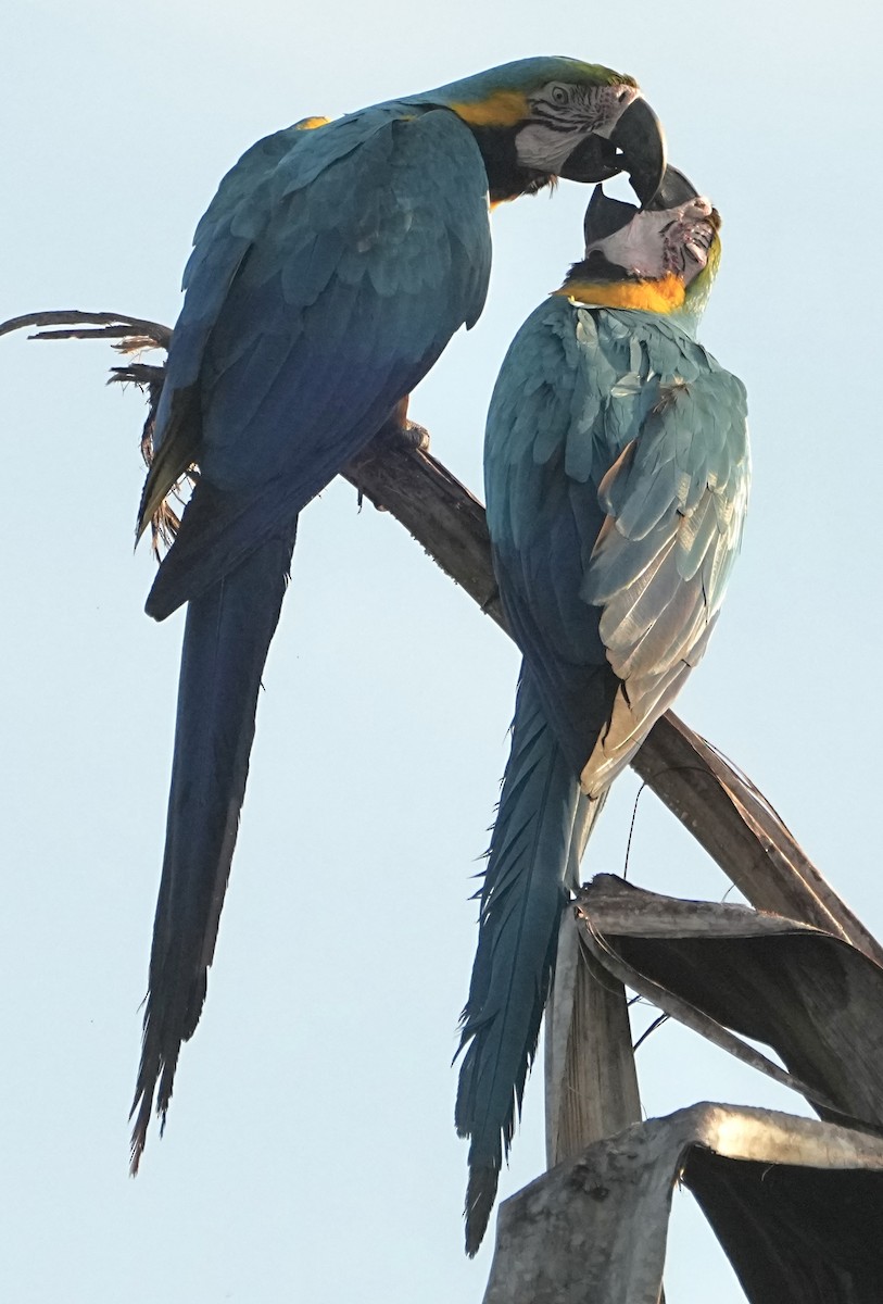 藍黃金剛鸚鵡 - ML646765803