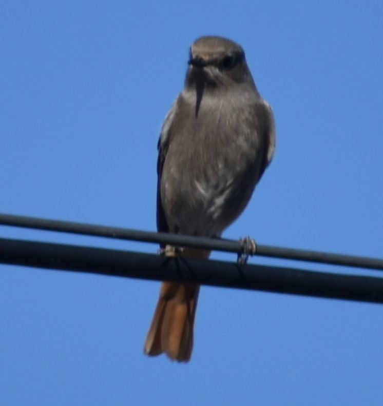 赭紅尾鴝 - ML646765805